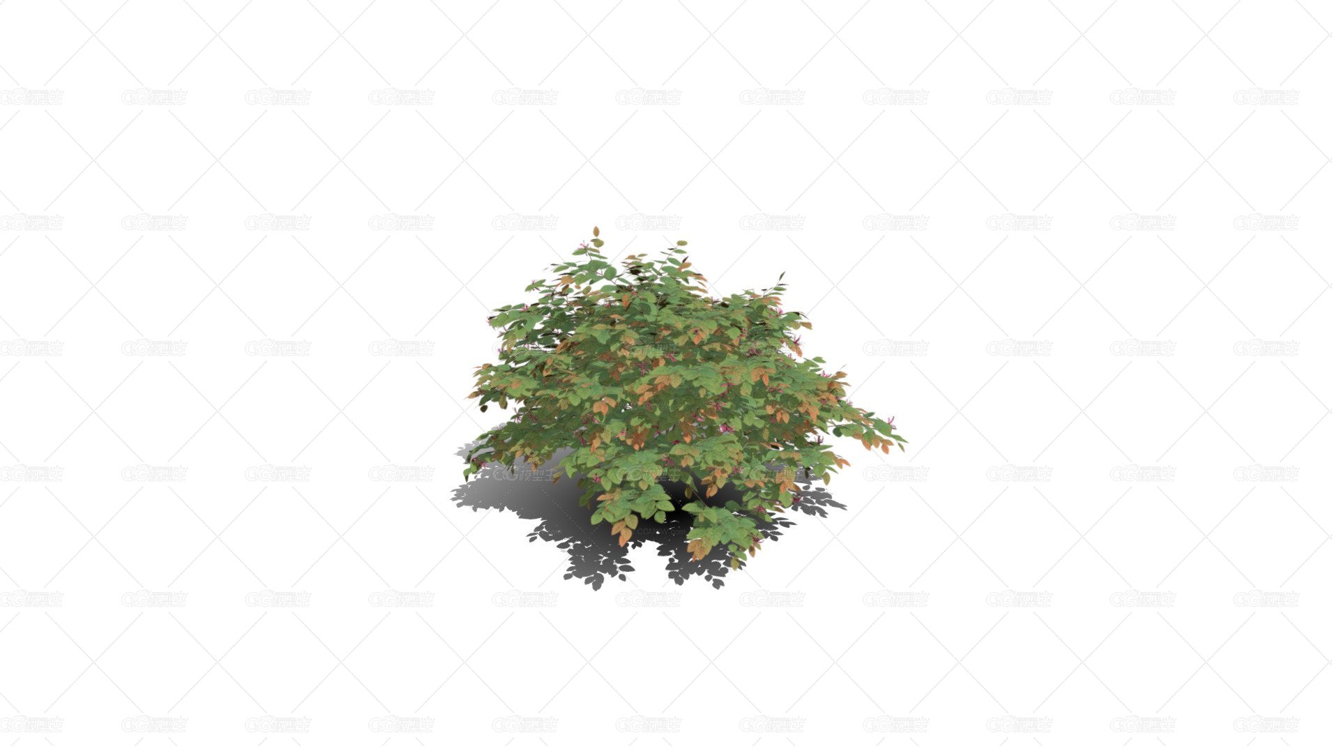 花卉灌木 天竺葵花 草本植物 洋绣球 入腊红 石腊红 日烂红 洋葵 驱蚊草花树-1