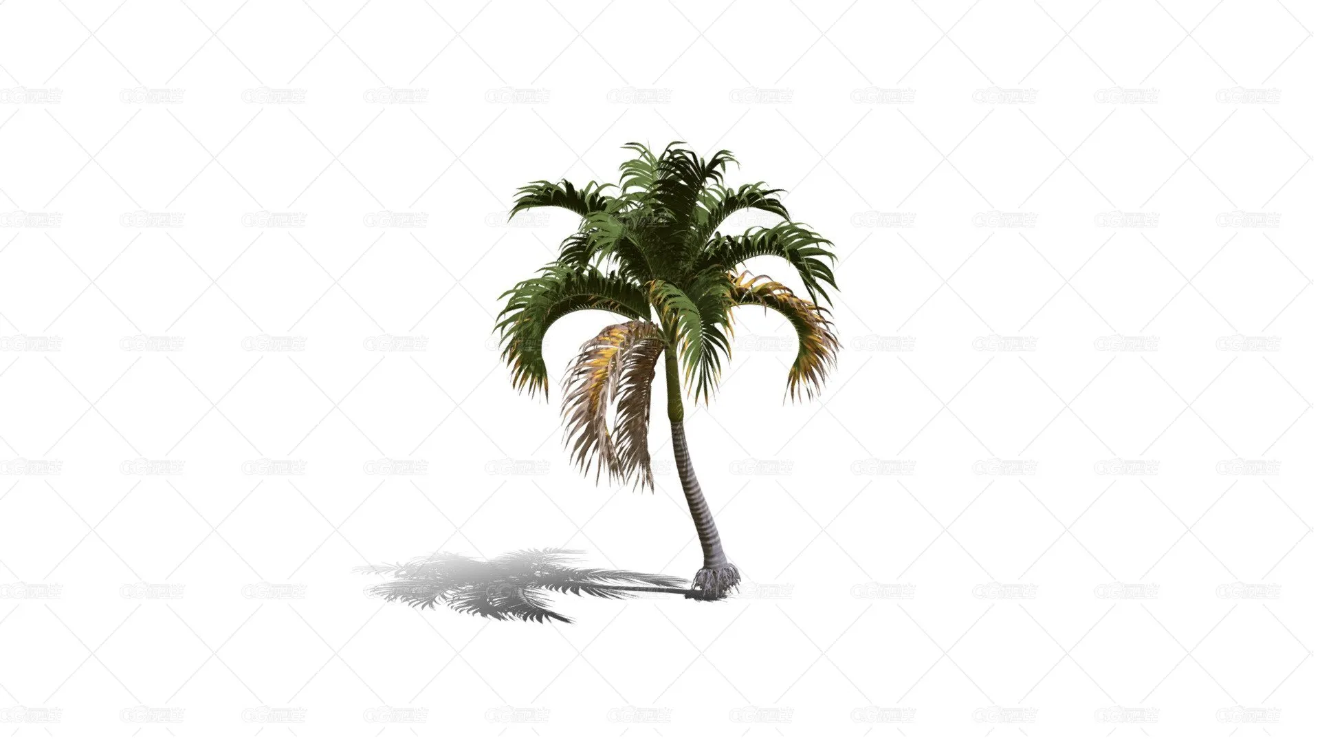 棕榈树 热带树 热带植物 热带灌木 棕榈树 花草树木 椰子树 椰树 摈榔树-1