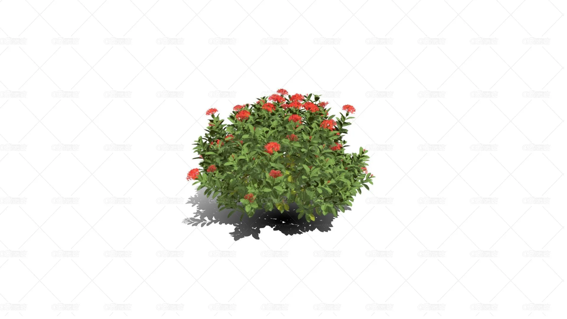 花卉灌木 天竺葵花 草本植物 洋绣球 入腊红 石腊红 日烂红 洋葵 驱蚊草花树-1