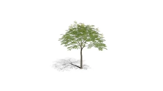 火焰树 紫葳科 乔木 热带木本花卉树 风景观赏树种 郁金香树 花树 树木