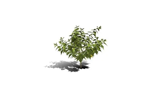 现代树 开花树 景观灌木树 绿叶树 花树 锦葵目 梧桐科 树木 花草植物 乔木 