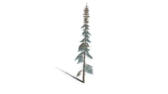 科罗拉多蓝杉树 云杉树 白松 树木 松树植物 松针树 雪松树木 针叶树