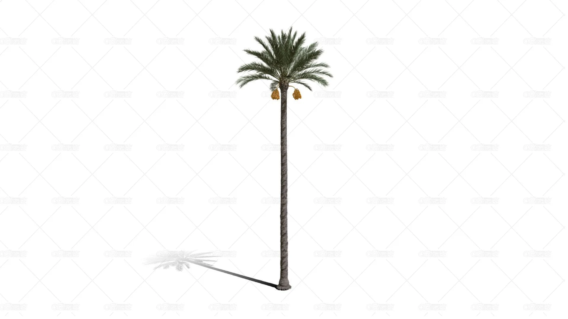 棕榈树 热带树 热带植物 热带灌木 棕榈树 花草树木 椰子树 椰树-1