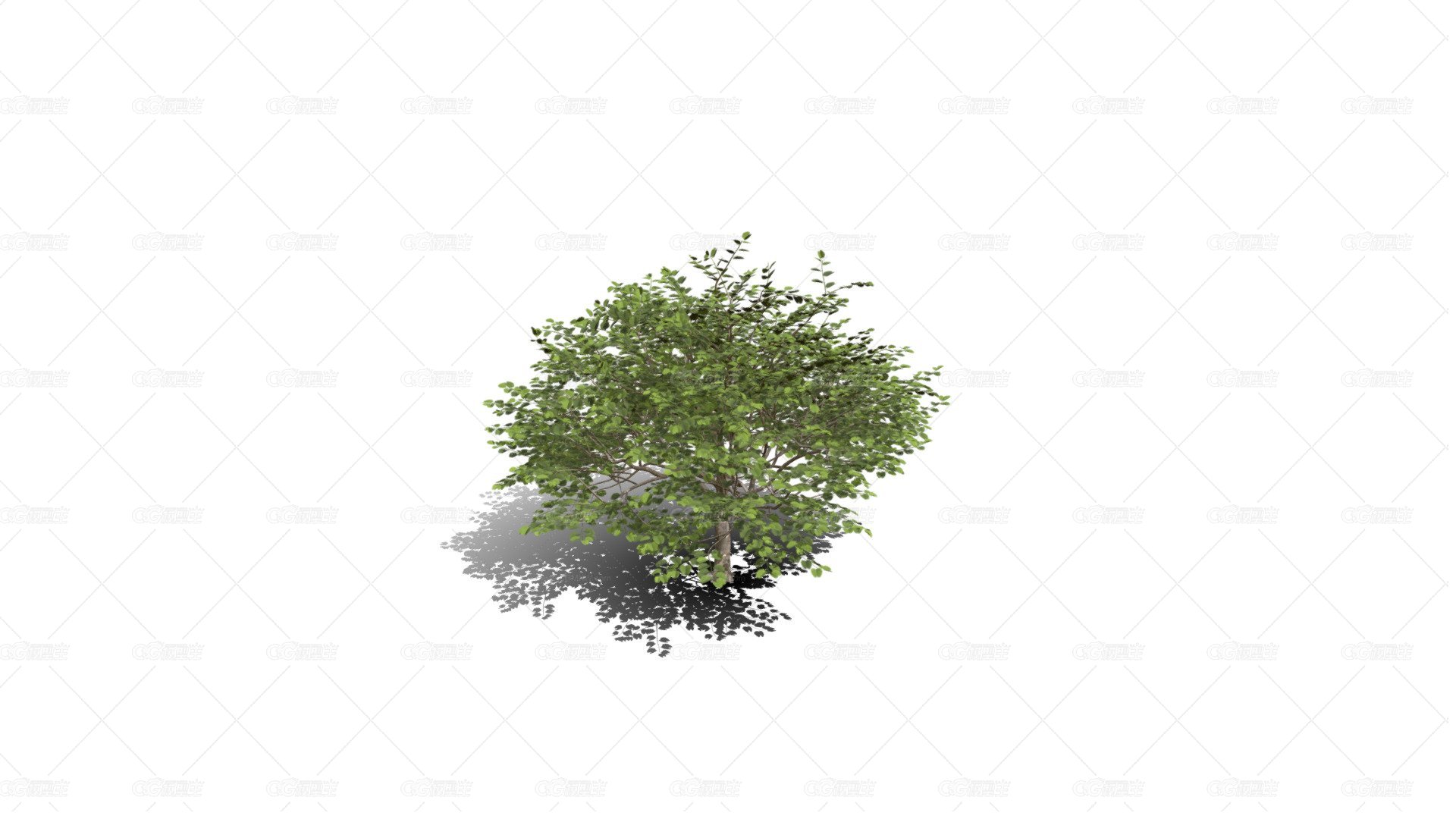 紫荆花树幼苗 樱花树 蜜桃 绿化苗木 景观树 粉色花 香港兰花树 红花羊蹄甲 乔木-1