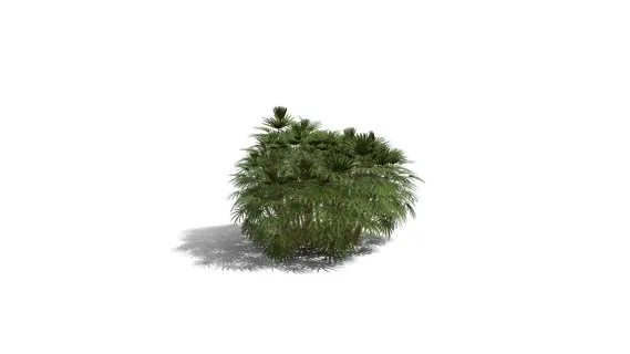 竹棕榈 棕竹 观音竹 筋头竹 棕榈竹 矮棕竹 棕榈科常绿观叶植物 南方灌木 棕榈树