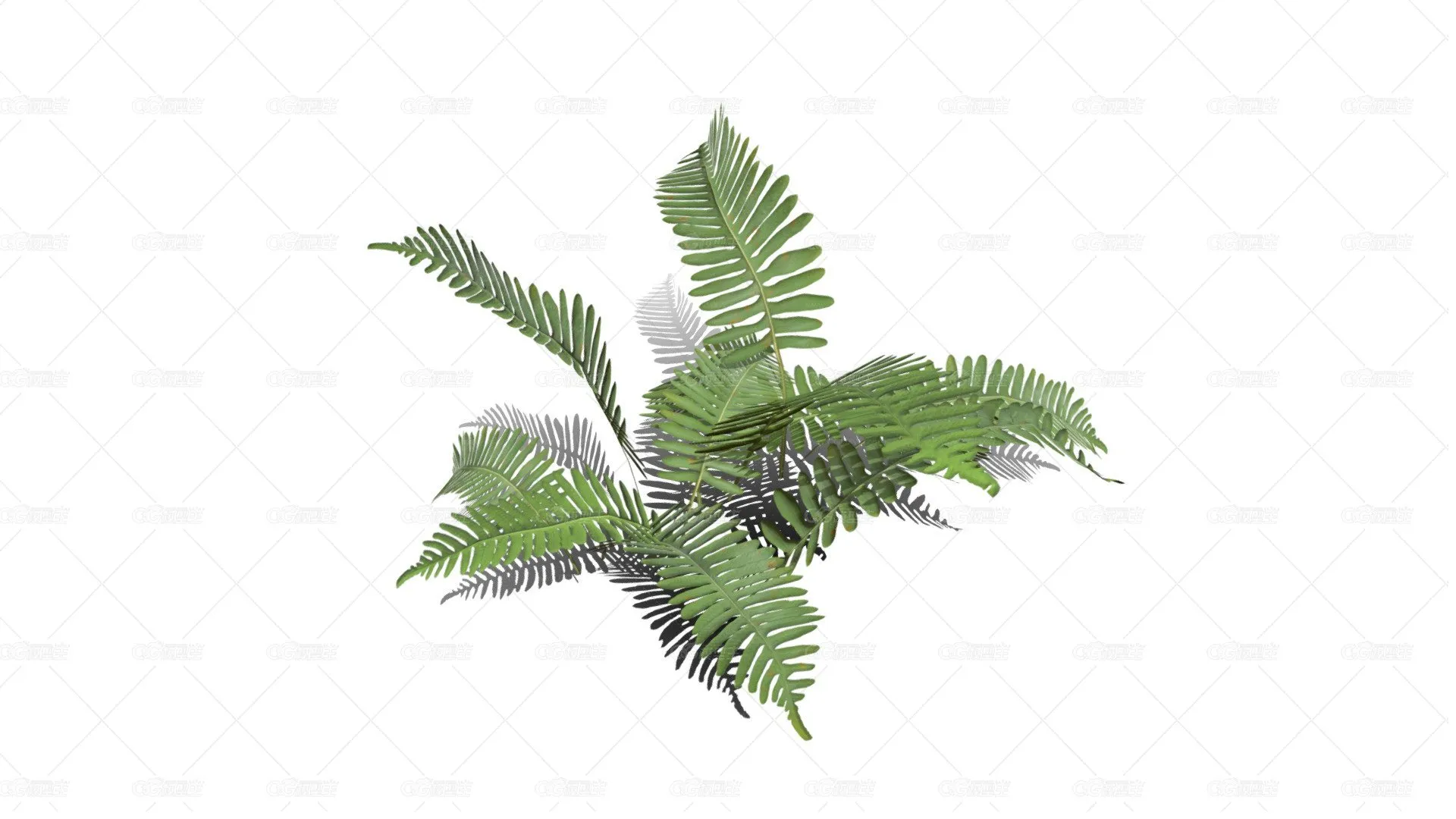桫椤 蛇木 树蕨 树木 佛蕨 野草 针叶植物 铁树 树蕨植物 热带蕨类植物-1