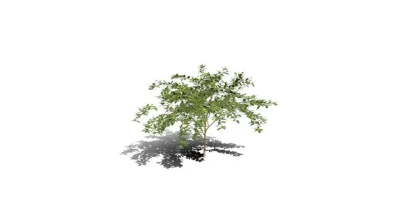 金色露莓 紫藤花树 假连翘 紫藤花 藤花 景观植物 紫色花树