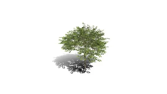 紫荆花树幼苗 樱花树 蜜桃 绿化苗木 景观树 粉色花 香港兰花树 红花羊蹄甲 乔木