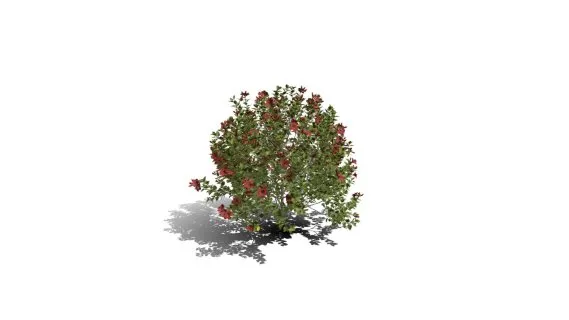 中国木槿树 现代灌木 植物灌木树木绿植 灌木丛小花 木槿花树