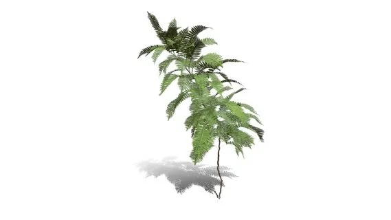 桫椤 蛇木 树蕨 树木 佛蕨 野草 针叶植物 铁树 树蕨植物 热带蕨类植物
