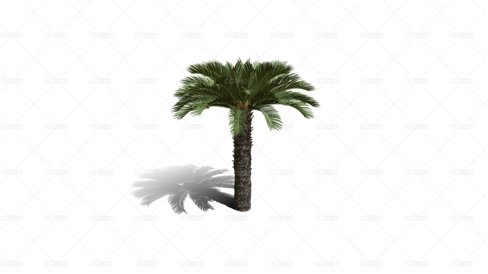 西米棕榈树 棕竹 园林植物 棕树 芭蕉树 海岛树 海滩树 树木 热带树 热带植物-1