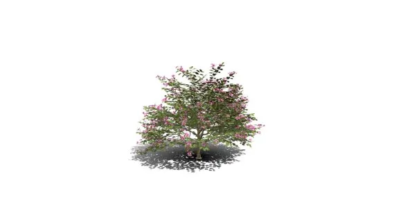 紫荆花树 樱花 蜜桃 绿化苗木 景观树 粉色花 香港兰花树 红花羊蹄甲 乔木