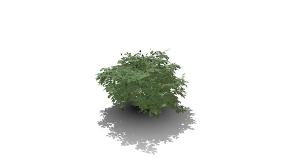 流苏花树 绿植 花树