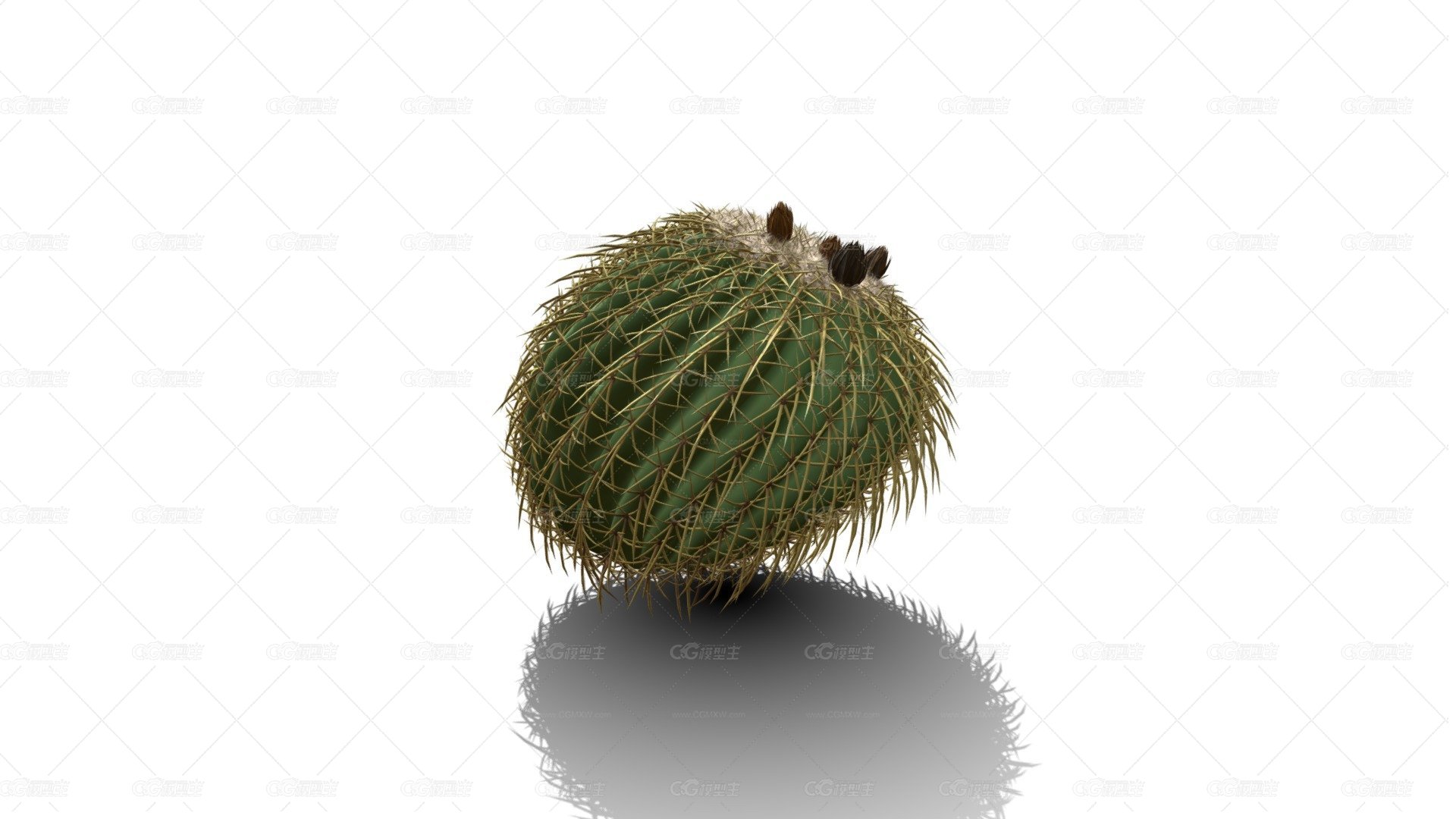 金桶仙人掌 金筒球 沙漠植物 开花的仙人球 仙人球 热带沙漠仙人掌 Cactus 多肉植物-1