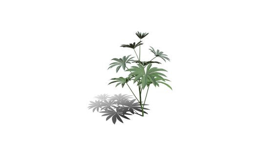 大叶羽扇豆 豆科羽扇豆植物 草本植物 灌木花草 灌木花树