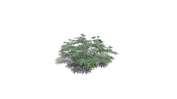 大叶羽扇豆 豆科羽扇豆植物 草本植物 灌木花草 灌木花树