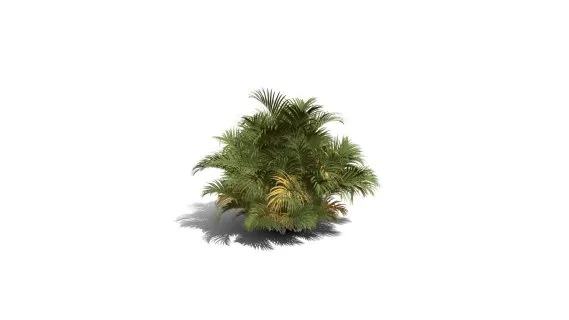 蝴蝶掌棕榈树 摈榔树 棕榈科常绿观叶植物 南方灌木 棕榈树 热带树木