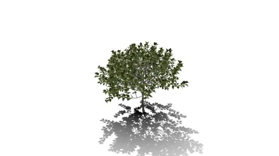 现代灌木树篱植物 绿植灌木丛 绿树 茂盛灌木模型 木槿灌木