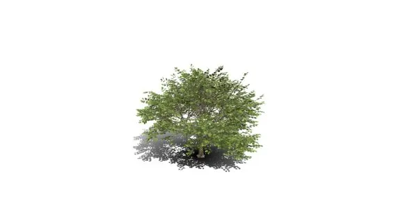 紫荆花树幼苗 樱花树 蜜桃 绿化苗木 景观树 粉色花 香港兰花树 红花羊蹄甲 乔木