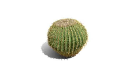 金桶仙人掌 金筒球 沙漠植物 开花的仙人球 仙人球 热带沙漠仙人掌 Cactus 多肉植物