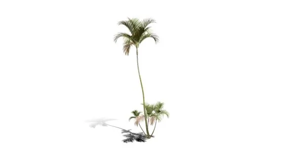 蝴蝶掌棕榈树 摈榔树 棕榈科常绿观叶植物 南方灌木 棕榈树 热带树木