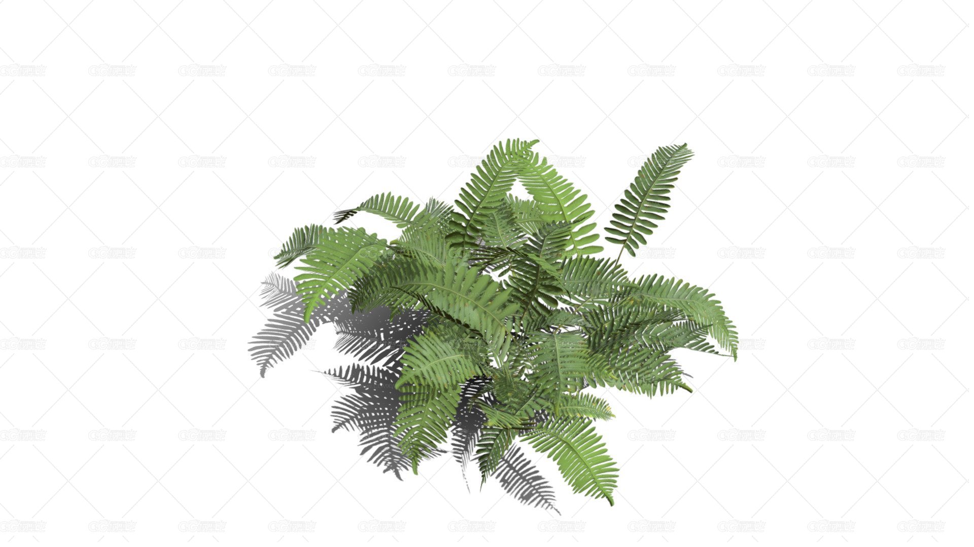 桫椤 蛇木 树蕨 树木 佛蕨 野草 针叶植物 铁树 树蕨植物 热带蕨类植物-1