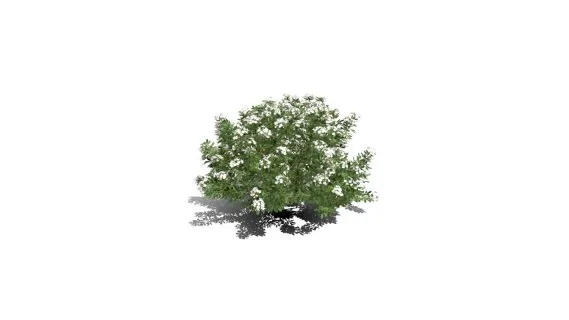 墨西哥橙花 墨西哥橘花树 现代灌木 植物灌木 树木绿植 灌木丛小花 花树