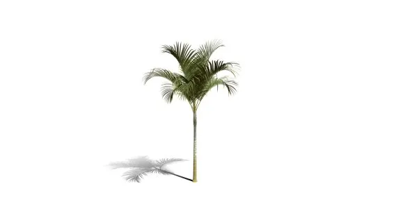 蝴蝶掌棕榈树 摈榔树 棕榈科常绿观叶植物 南方灌木 棕榈树 热带树木