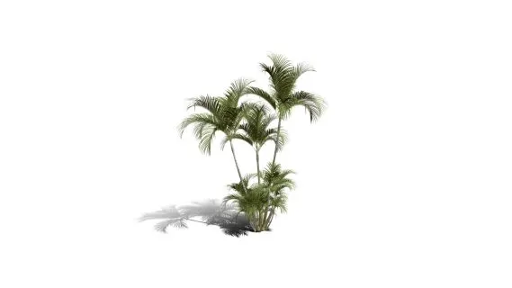 蝴蝶掌棕榈树 摈榔树 棕榈科常绿观叶植物 南方灌木 棕榈树 热带树木
