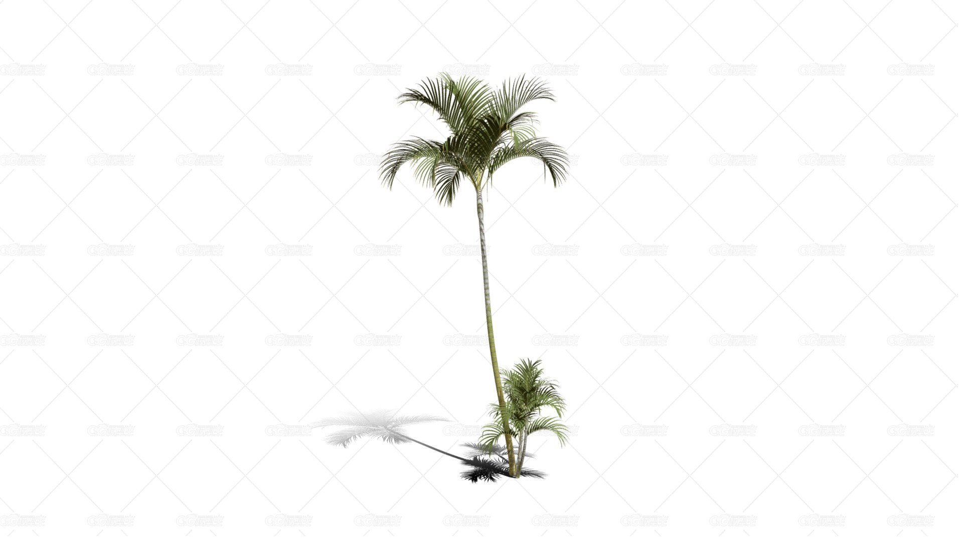 蝴蝶掌棕榈树 摈榔树 棕榈科常绿观叶植物 南方灌木 棕榈树 热带树木-1