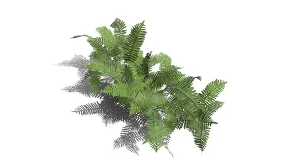 桫椤 蛇木 树蕨 树木 佛蕨 野草 针叶植物 铁树 树蕨植物 热带蕨类植物