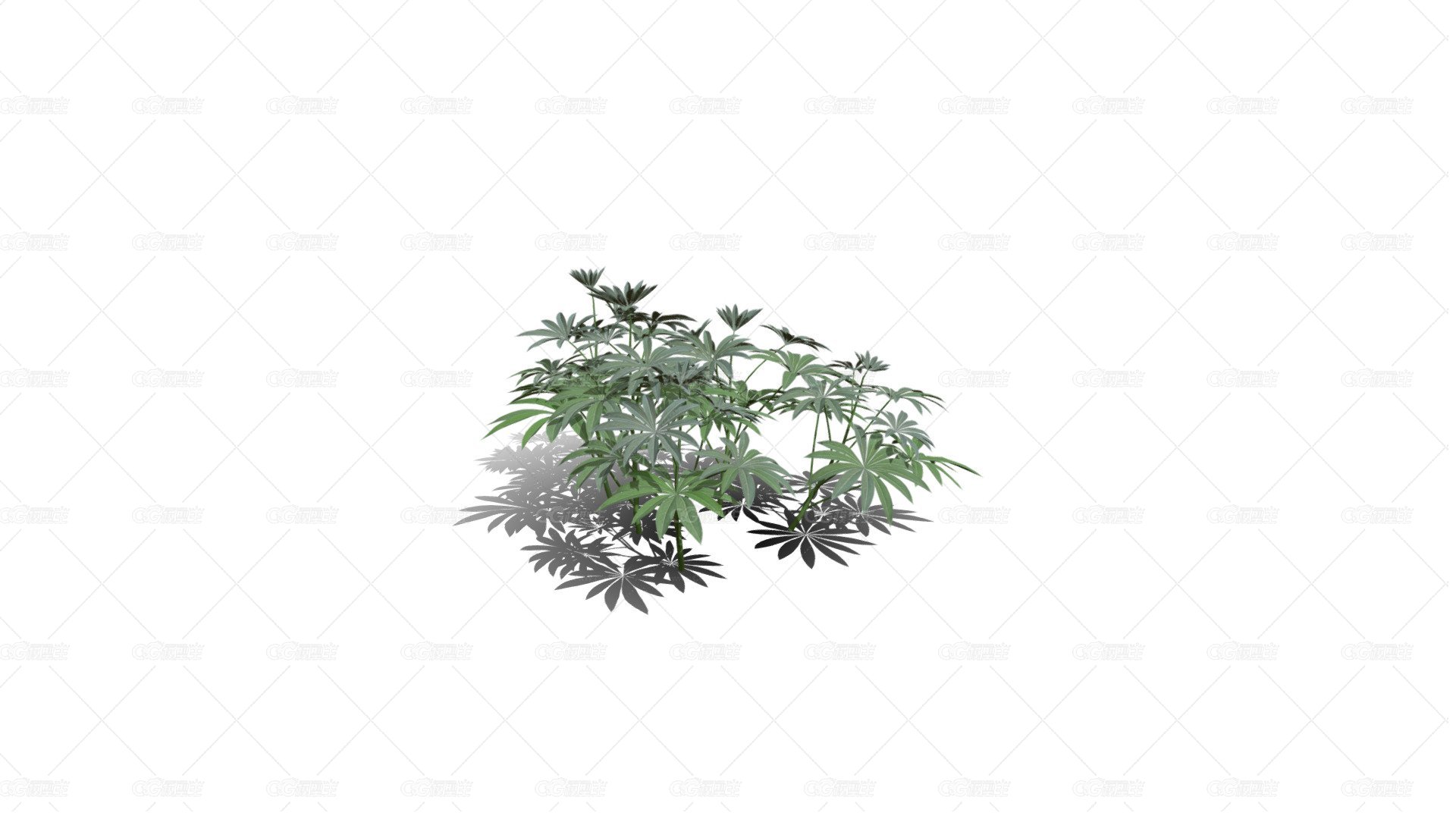 大叶羽扇豆 豆科羽扇豆植物 草本植物 灌木花草 灌木花树-1