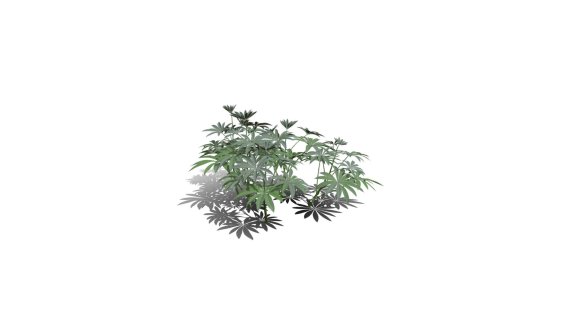 大叶羽扇豆 豆科羽扇豆植物 草本植物 灌木花草 灌木花树