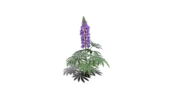 鲁冰花 羽扇豆 薰衣草 香水植物 紫花 野花 药草花 海花草