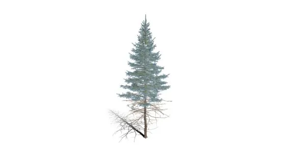科罗拉多蓝杉树 云杉树 白松 树木 松树植物 松针树 雪松树木 针叶树