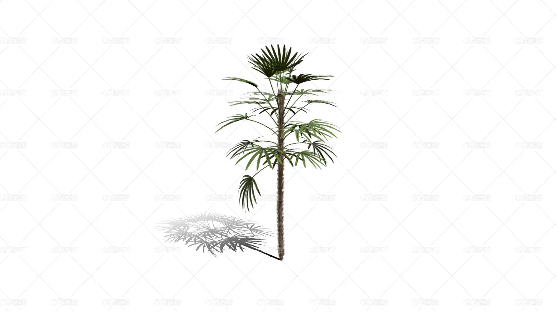 竹棕榈 棕竹 观音竹 筋头竹 棕榈竹 矮棕竹 棕榈科常绿观叶植物 南方灌木 棕榈树-1