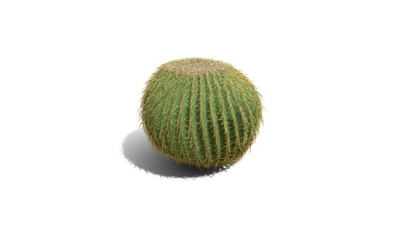 金桶仙人掌 金筒球 沙漠植物 开花的仙人球 仙人球 热带沙漠仙人掌 Cactus 多肉植物