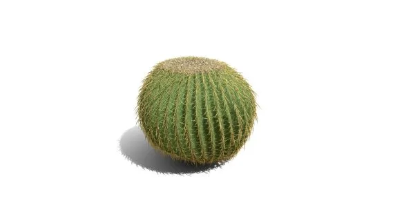 金桶仙人掌 金筒球 沙漠植物 开花的仙人球 仙人球 热带沙漠仙人掌 Cactus 多肉植物
