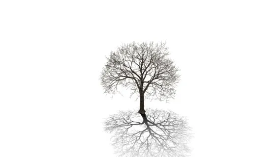 蓝花楹树 阔叶树木 落叶乔木 枯树 树枝 树干 枯木 枯干 枯木干 枯木枝 枯树枝