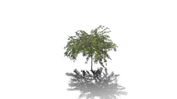 金色露莓 紫藤花树 假连翘 紫藤花 藤花 景观植物 紫色花树