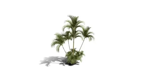 蝴蝶掌棕榈树 摈榔树 棕榈科常绿观叶植物 南方灌木 棕榈树 热带树木