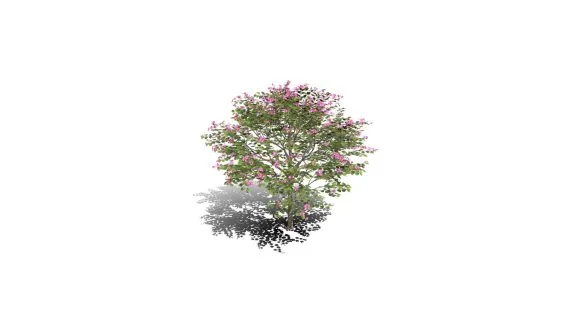 紫荆花树幼苗 樱花树 蜜桃 绿化苗木 景观树 粉色花 香港兰花树 红花羊蹄甲 乔木