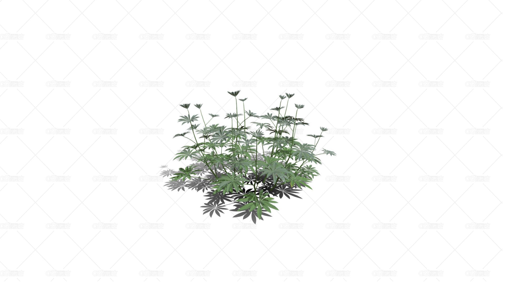 大叶羽扇豆 豆科羽扇豆植物 草本植物 灌木花草 灌木花树-1