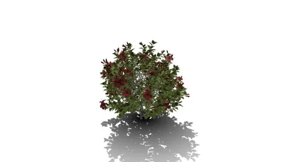 中国木槿树 现代灌木 植物灌木树木绿植 灌木丛小花 木槿花树
