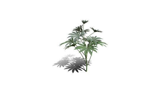 大叶羽扇豆 豆科羽扇豆植物 草本植物 灌木花草 灌木花树