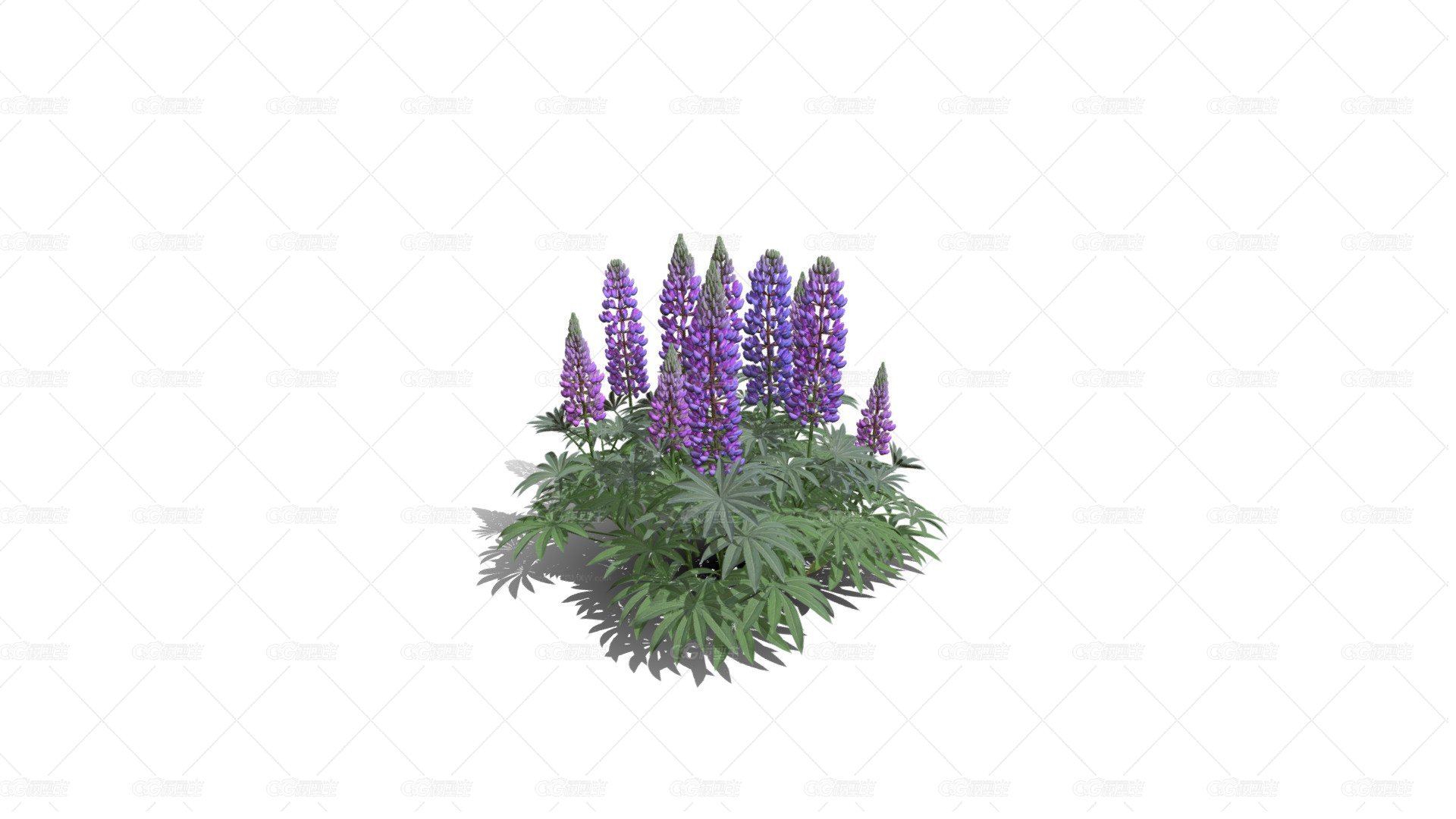 鲁冰花 羽扇豆 薰衣草 香水植物 紫花 野花 药草花 海花草-1