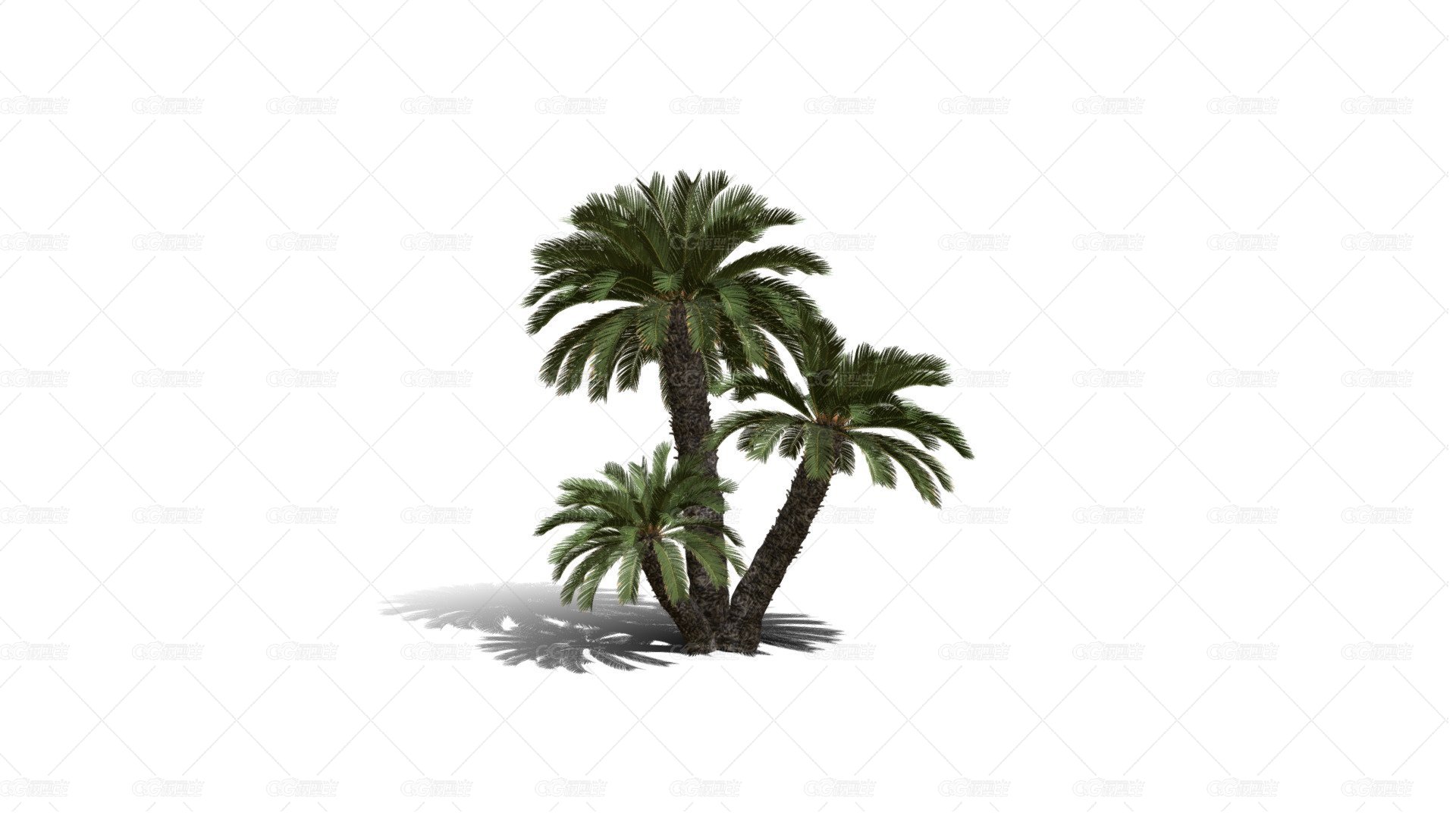 西米棕榈树 棕竹 园林植物 棕树 芭蕉树 海岛树 海滩树 树木 热带树 热带植物-1