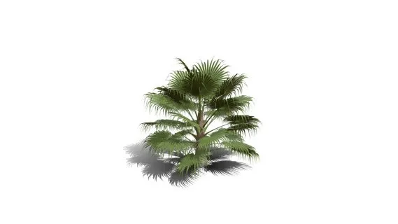 蒲葵 灌木植被 棕榈树 热带植物 沙漠植物