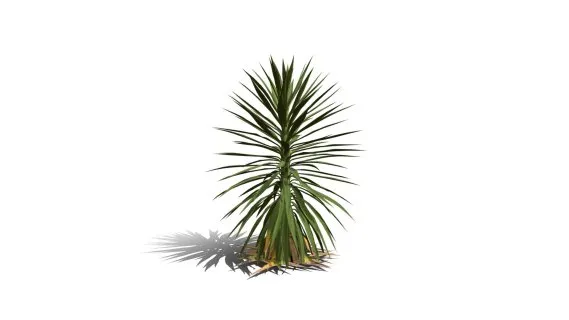 无脊椎丝兰 热带植物 热带树木 树木 热带 热带灌木
