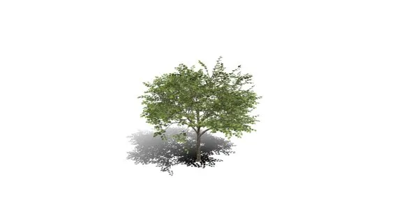 紫荆花树幼苗 樱花树 蜜桃 绿化苗木 景观树 粉色花 香港兰花树 红花羊蹄甲 乔木